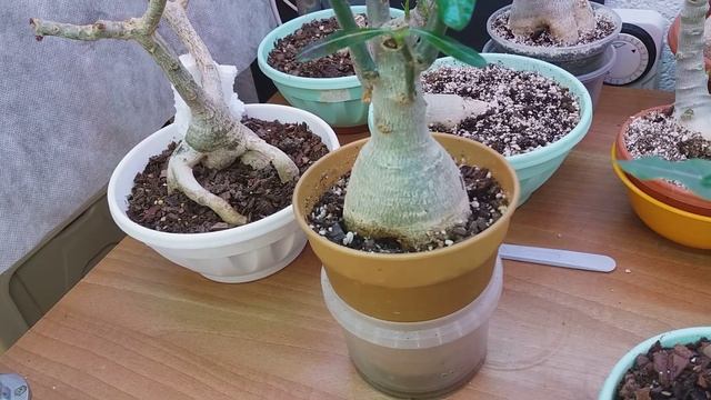 АДЕНИУМЫ. Обзор  и ОТВЕЧАЮ на ВОПРОСЫ смотреть онлайн