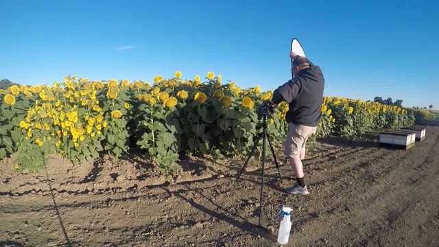 Sunflower Photography. How to photograph sunflowers смотреть онлайн