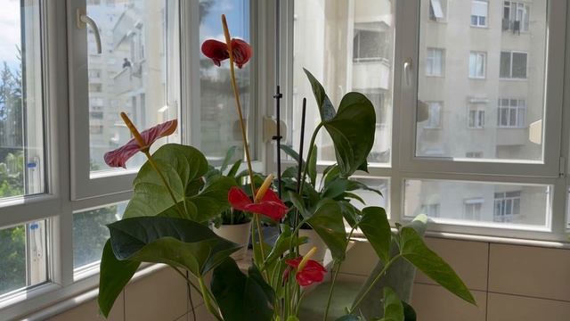 Обрезаем Правильно Цветы Антуриума смотреть онлайн