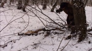 Cold Steel Voyager в последней версии из AUS 10 опыт использования