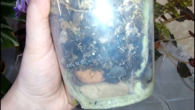 Орхидеи. Реанимация в камнях, прошло 1,5 года. Итог. смотреть онлайн