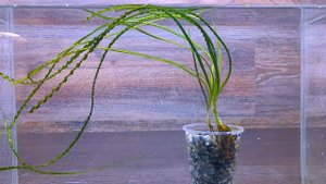 КРИНУМ КУРЧАВЫЙ ( Crinum calamistratum )