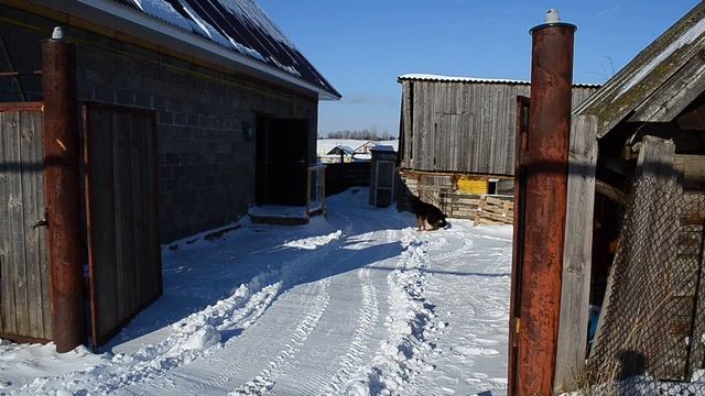 Чистка снега мотоблоком НМБ-1Н1 "Угра" с адаптером переломкой. смотреть онлайн