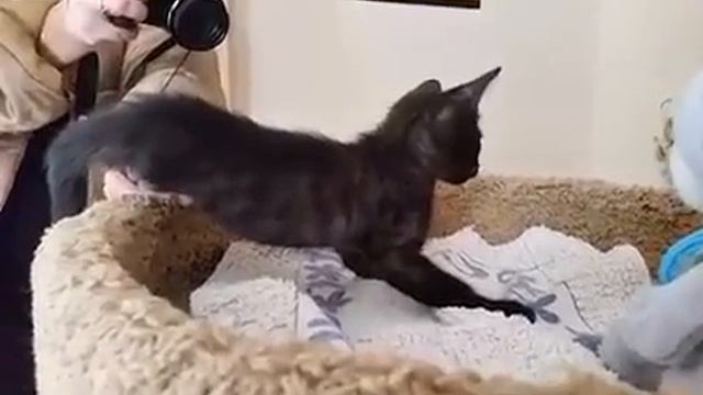 Bengal-House Smilodon смотреть онлайн