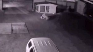 Волк задушил немецкую овчарку и сорвал с цепи.