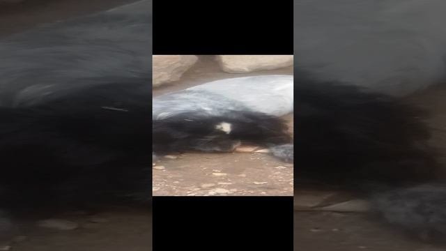 Щенок русского спаниеля