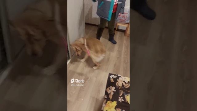 #лабрадор #прикол #собака #топ #игра #домашнееживотное