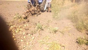 КАРТОФЕЛЬ РИВЬЕРА КОПАЕМ ТРАКТОРОМ ЛОВОЛ 244