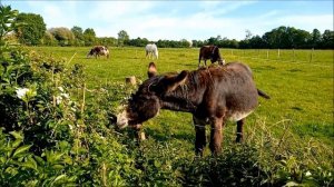 Жинь во Франции/Осталась одна с двумя детьми!/Нужен совет/Очень быстро и невероятно вкусно!