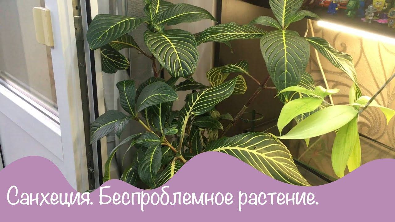 №1 Беспроблемный цветок в моей коллекции.