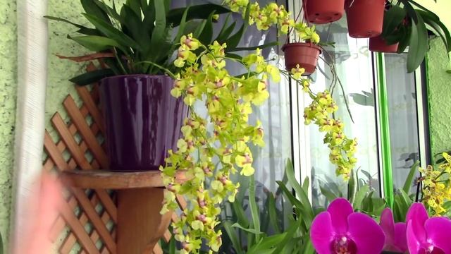 Oncidium Pupukea Sunset Orchid - Petite and super fragrant смотреть онлайн