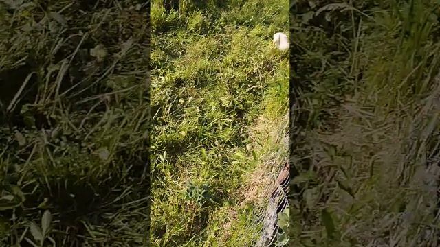 Вечер на даче.Гуси в поле. смотреть онлайн