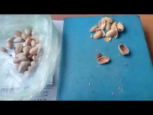 Запрещённый метод вскрытия фисташек