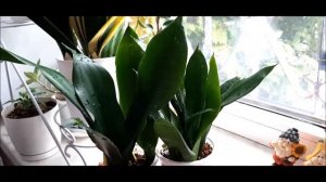 ✅🌸 Сансевиерия Лауренти. Размножение листом. Детки. 3 Часть