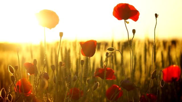 ЧЕРЕМУХА смотреть онлайн