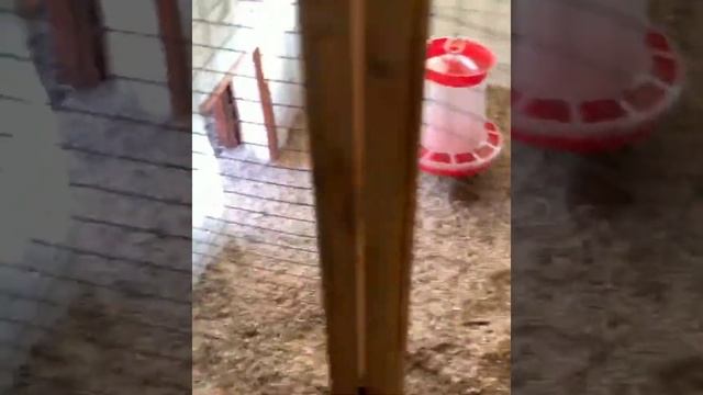 Лучший курятник!!! Все тонкости постройки ?