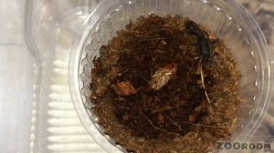 КОРМЛЕНИЕ СКОРПИОНОВ И СКОЛОПЕНДР! + лайфхак для начинающих)