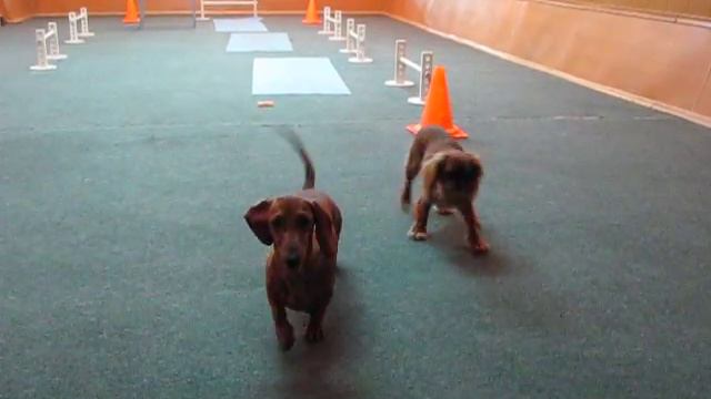 SEVERNOE SIYANIE kennel, питомник "СЕВЕРНОЕ СИЯНИЕ" смотреть онлайн