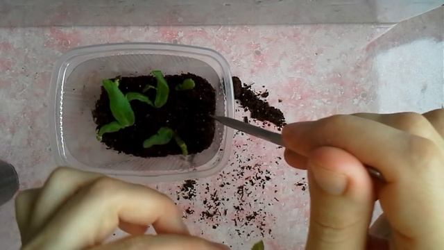 Как рассадить совсем маленьких деток стрептокарпусов смотреть онлайн