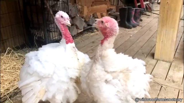 СТРАННЫЙ МАЛЕНЬКИЙ ЗРАЧОК! || Ежедневная Доза Интернета смотреть онлайн