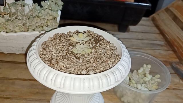 Propagating succulent ID:Graptopetalum mendozae смотреть онлайн