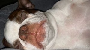 собака храпит | Бостон Терьер | храп собаки