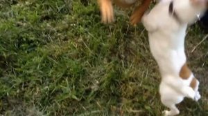 Бой джек рассел терьера и французского бульдога