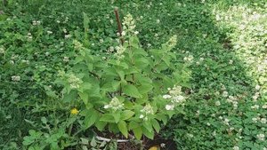 Обзор метельчатых гортензий , 15 июля 2018