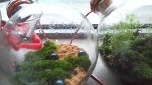 ТЕРРАРИУМЫТЕРРАРИУМЫ