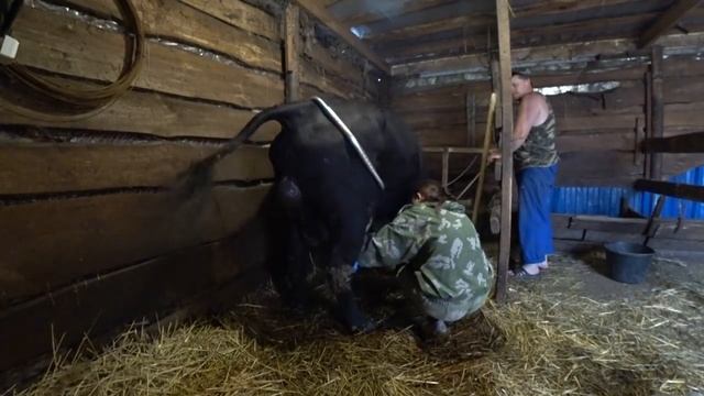 Корова брыкается / Как усмирить корову / Антибрык в деле / Как мы первотёлку доили... смотреть онлайн