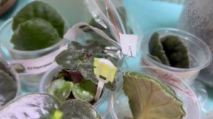 Алоказия Амазонка Пинк Вар, посылка с клубнем