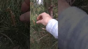 Прищипывание молодых побегов сосны