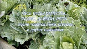 Январь. Заботы овощевода. Что после чего сажать?