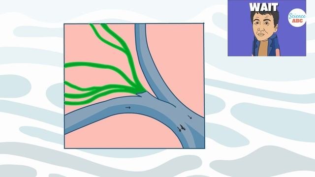 Lymphatic System Explained In Simple Words
