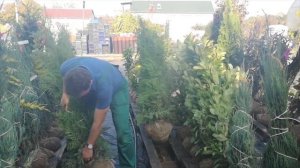 Zöld nyugati tuja (Thuja occidentalis 'Brabant')