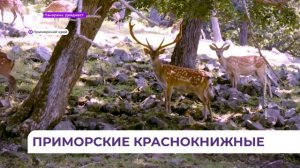 В Приморском крае утвердили порядок использования краснокнижных животных и растений