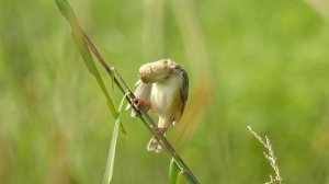 Zitting Cisticola or Streaked fantail Warbler (Cisticola juncidis)- Calling video by NIKON P-900