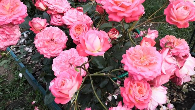 Роза Мидсаммер смотреть онлайн