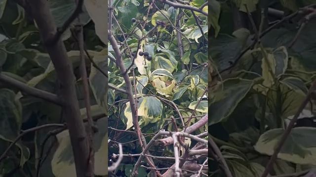 Just out scrumping for plants on the dog walk as usual. I love free plants!!! Ivy is so pretty 😍 смотреть онлайн