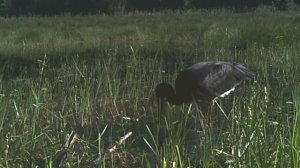 Чёрный аист. Black Stork