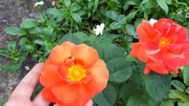 Роза флорибунда СУПЕР ТРОПЕ . смотреть онлайн