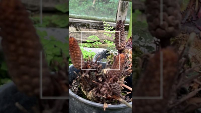 Оранжерея бот сада #shortvideo #москва #оранжерея #цветы #лето2024 #обзор