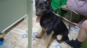 Круз в ветклинике
