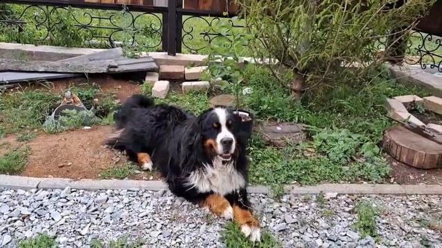 Видео № 1138 Если Вы сажаете финиковую пальму, а вокруг рушится мир, то продолжайте сажать пальму.. смотреть онлайн