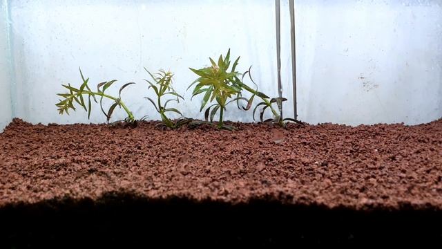#24 AMAZING PLANT | LIMNOPHILA AROMATICA | DRY START METHOD смотреть онлайн