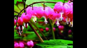 ДИЦЕНТРА  (DICENTRA)  сем. Дымянковые