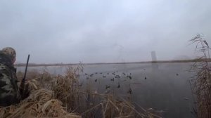 Охота на утку в декабре!