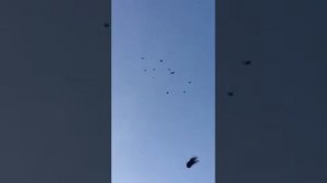 Николаевские голуби. Луганск