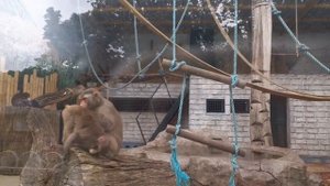 KALININGRAD ZOO #Калининград #Зоопарк #Обезьяны #Мишка