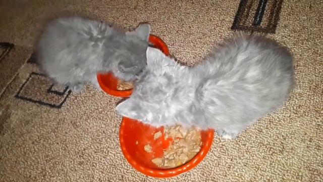 Полу дикие котята ЗАМЕРЗАЮТ ??? смотреть онлайн